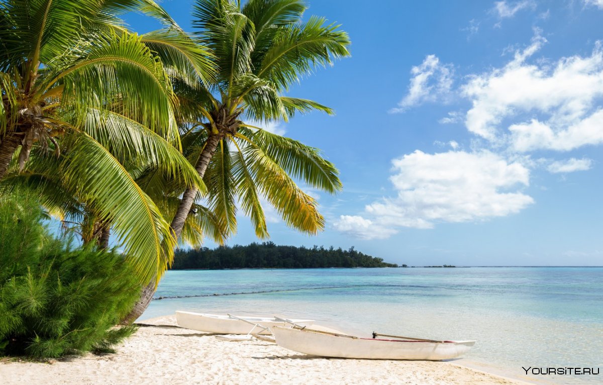 Фон пляж с пальмами