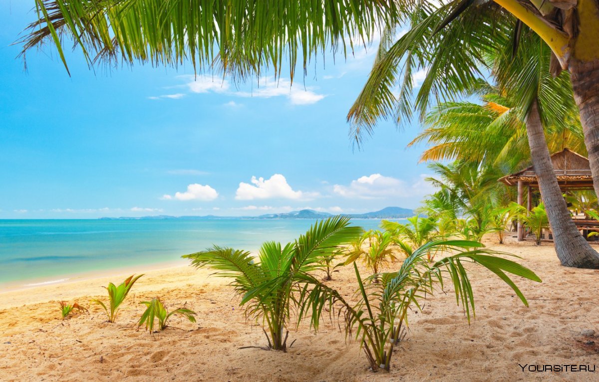 Лето пляж пальмы