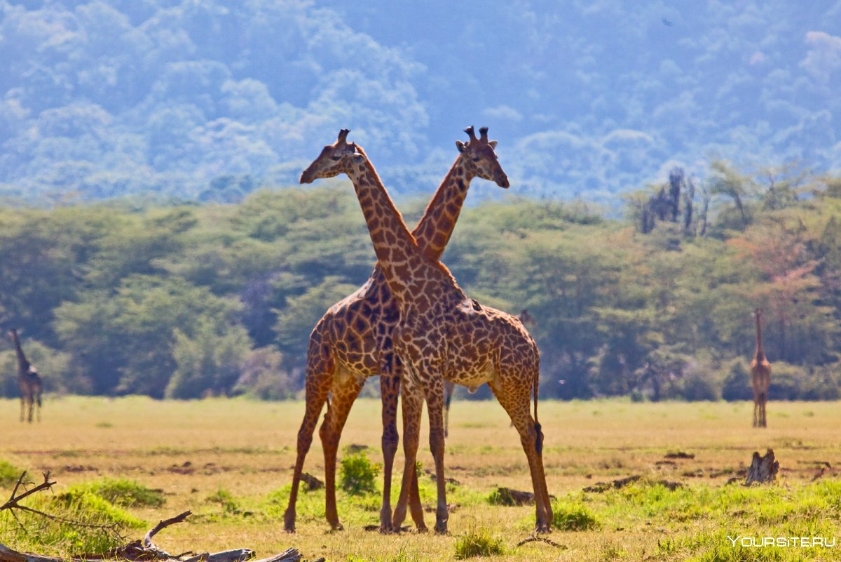 Микуми национальный парк сафари Жирафы