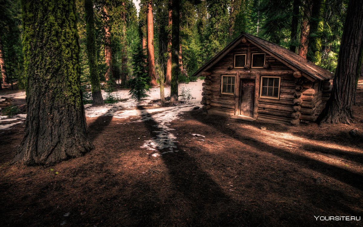 Forest House Хижина в лесу