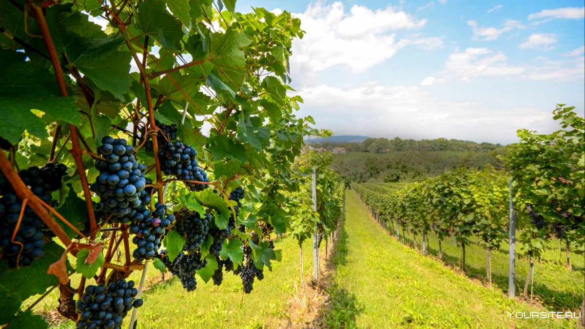 Фанагория винодельня виноградники