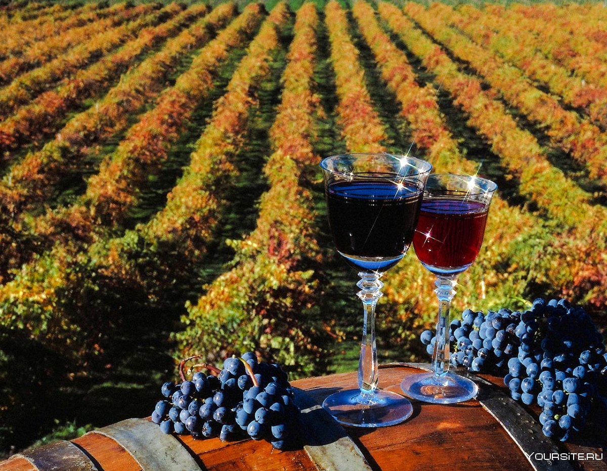 Виноградные плантации в Молдавии