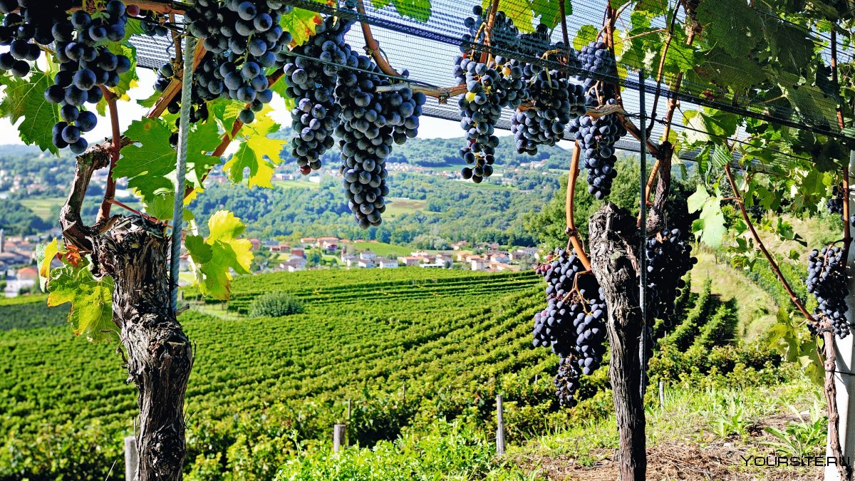 Италия Павия виноградники