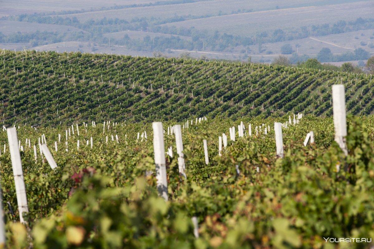 Молдавия достопримечательности виноградники