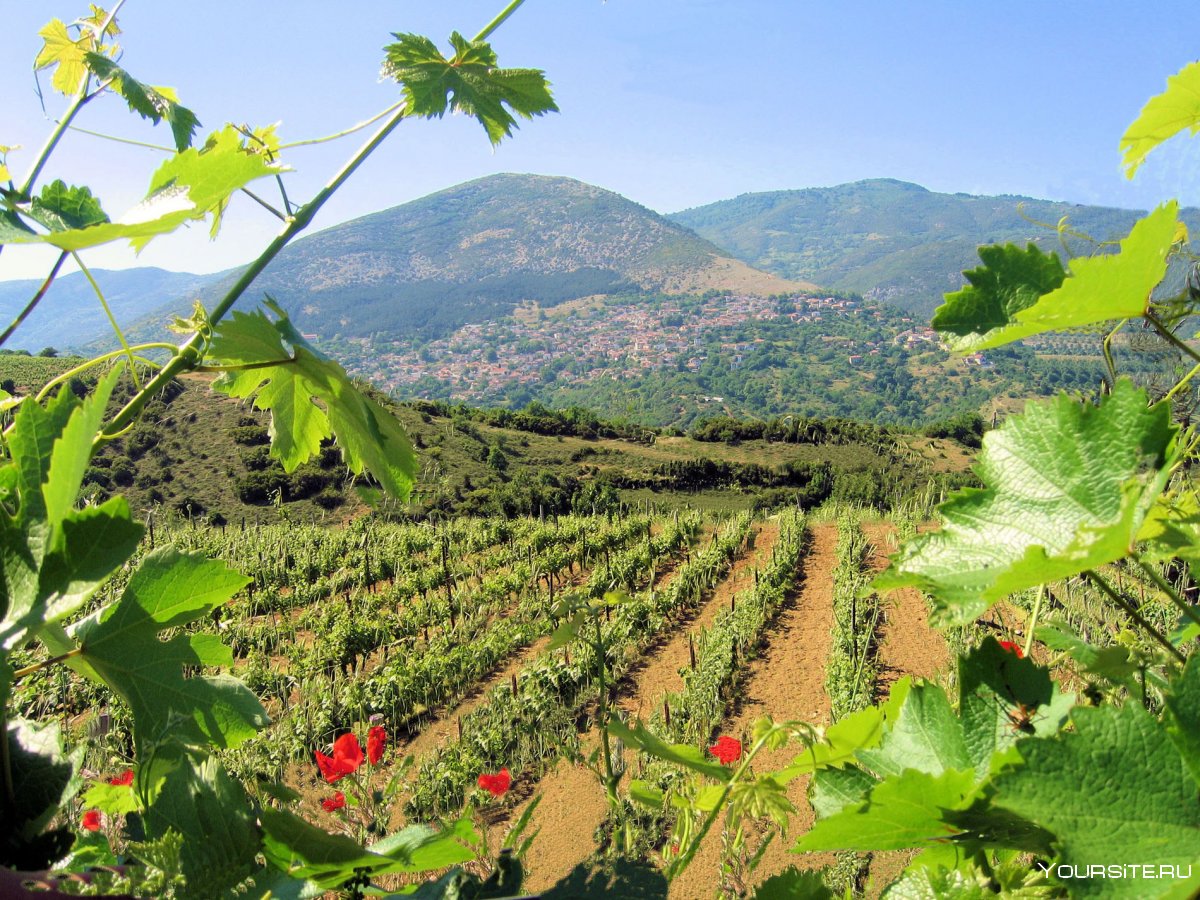 Виноградство Греции