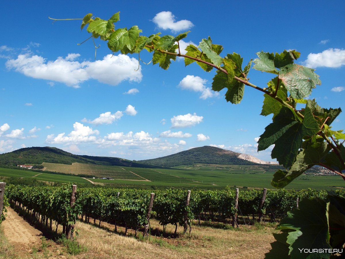 Сельское хозяйство Венгрии виноградник