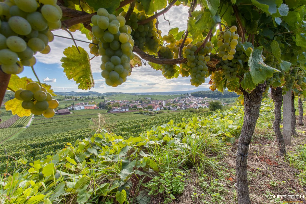 Виноградные плантации в Молдавии