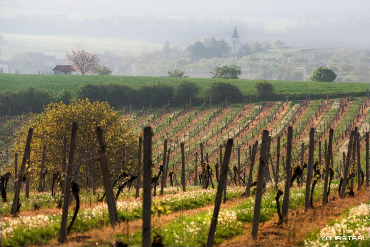 Южная Моравия Чехия виноградник