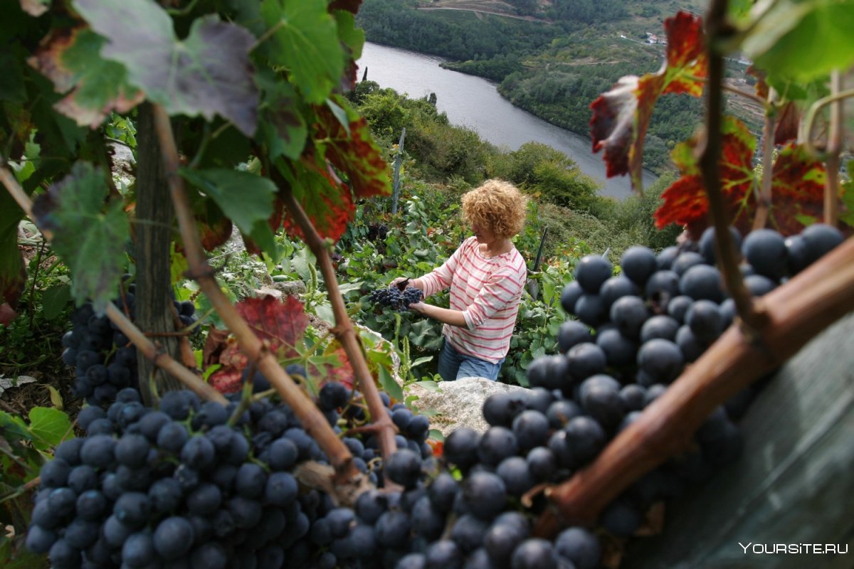 Сельское хозяйство Испании виноградники сбор