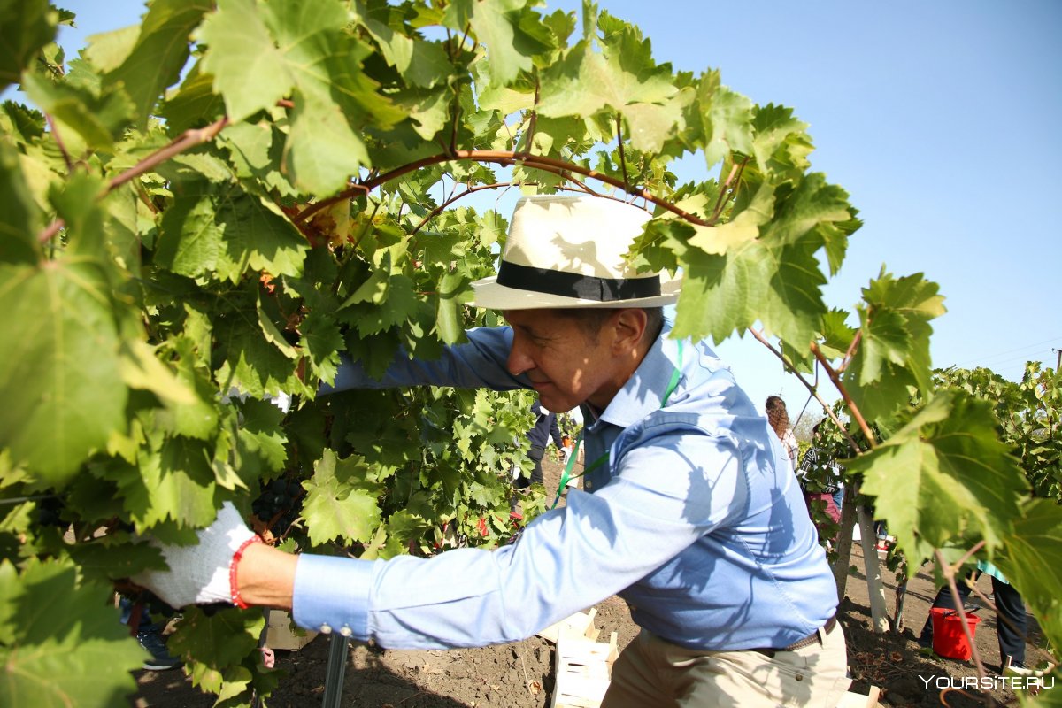 Молдавия Гагаузия виноград