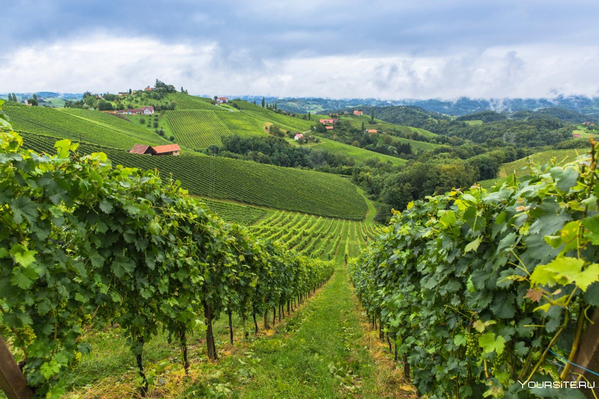 Винодельни Австрии
