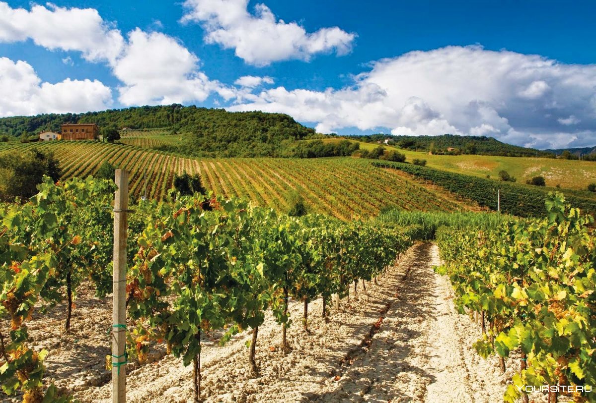 Виноградники Friuli