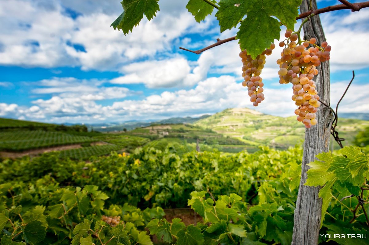 Виноградная лоза Италия
