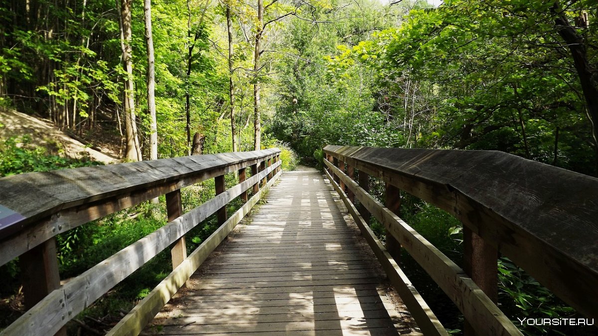 Обои длинный деревянный мост в лесу