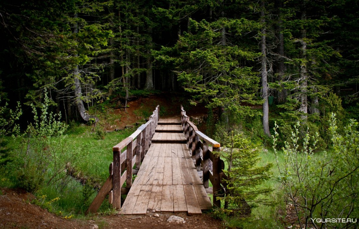 Деревянный мостик в лесу