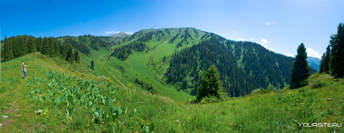 Казахские леса