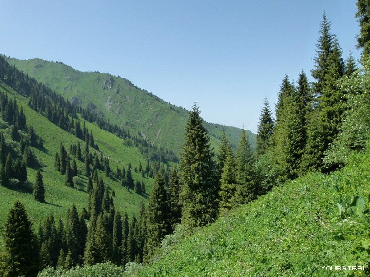 Тайга в Казахстане