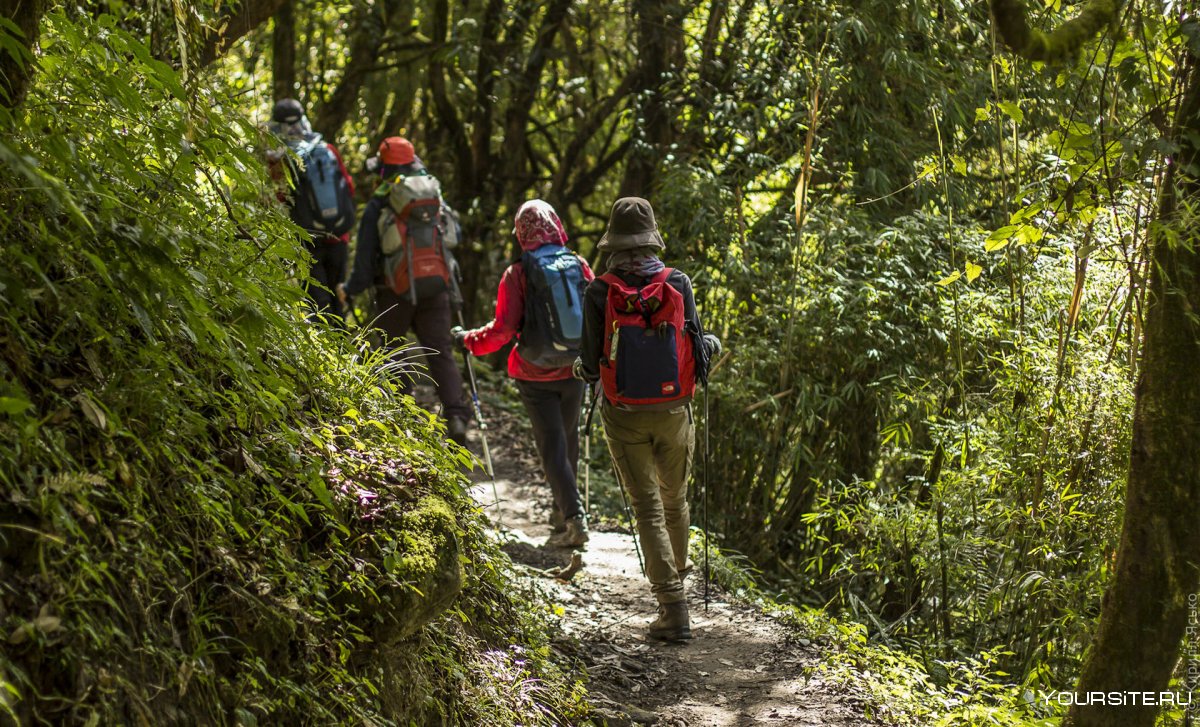 Пеший туризм в Перу джунгли
