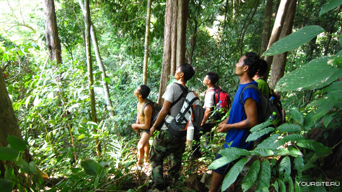 Туризм в джунглях
