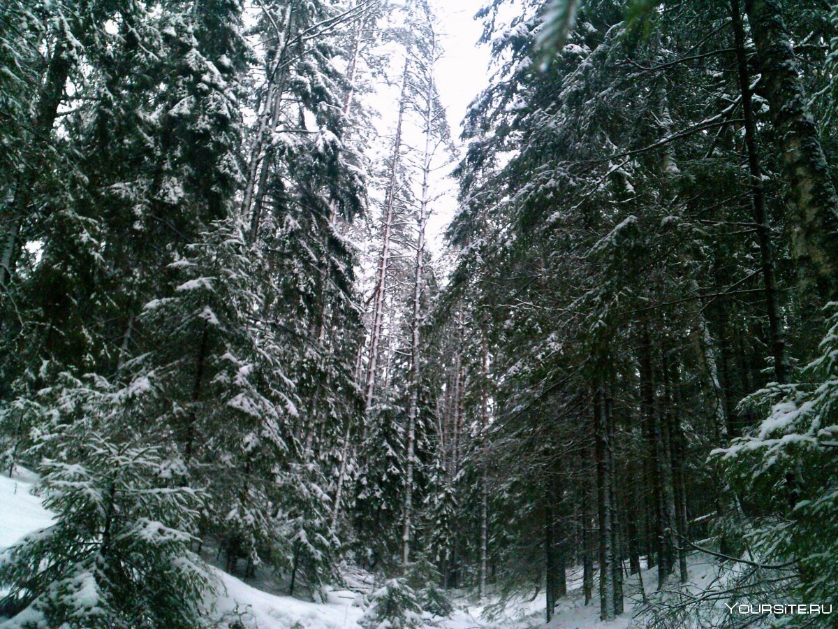 Зимний лес