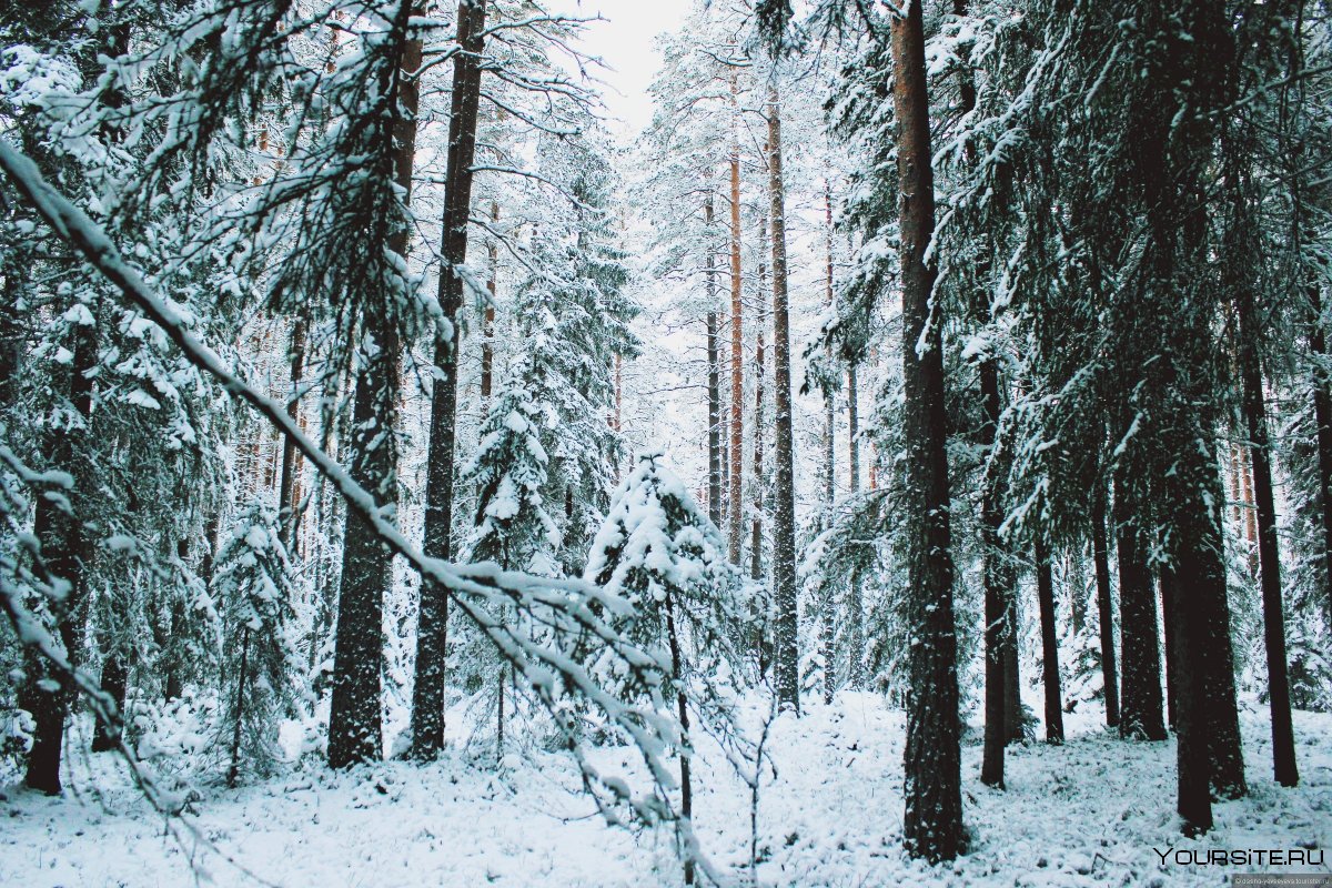 Северное сияние в Карелии