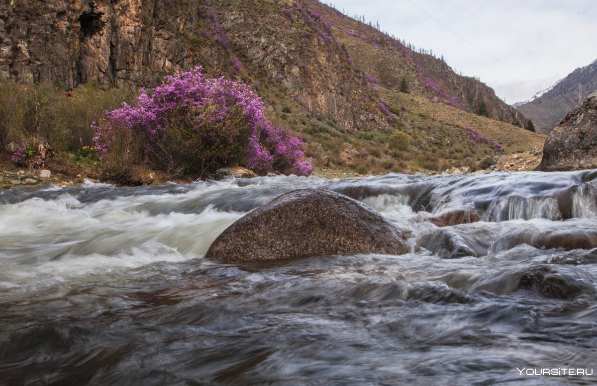Цветение маральника река Катунь