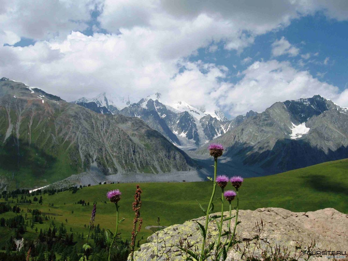 Белуха горный Алтай