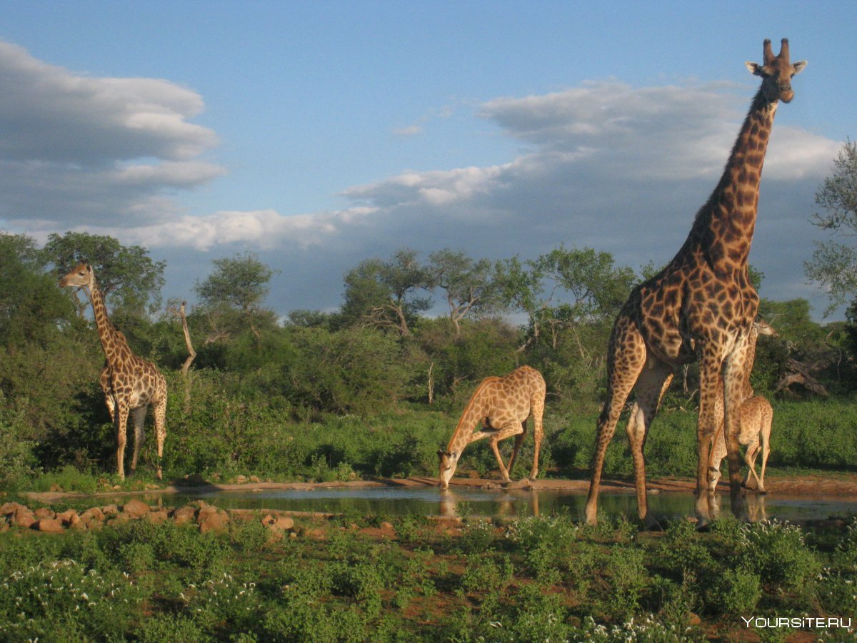 Нац парк Селус Танзания