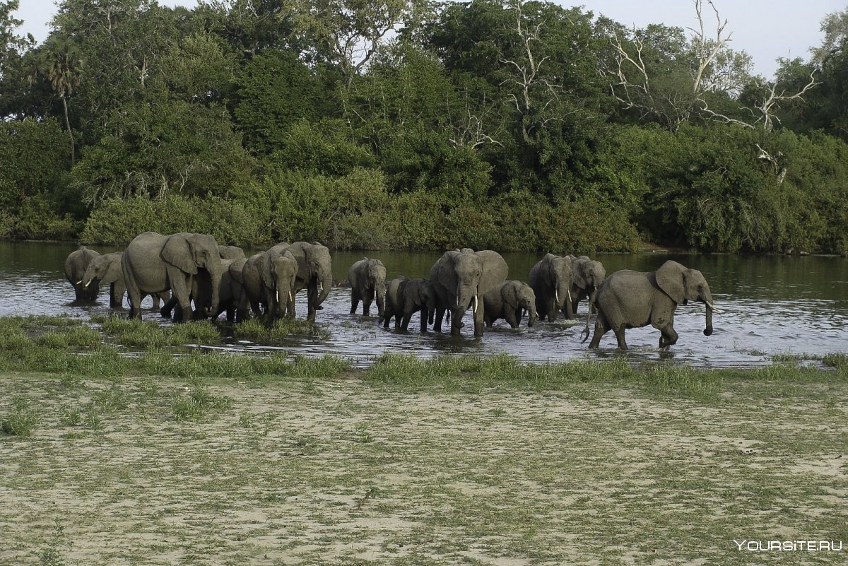 Национальный парк Руаха в Танзании