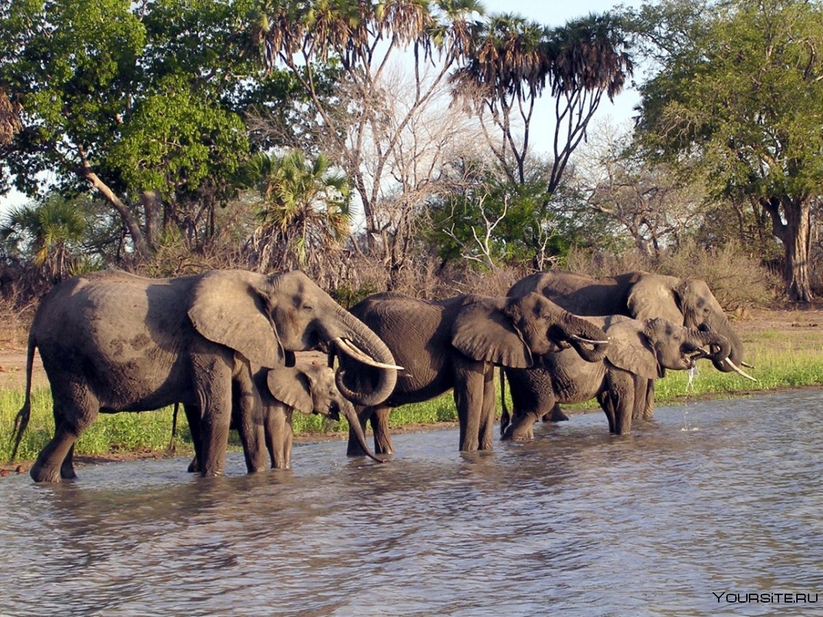 Занзибар парк Селус Танзания