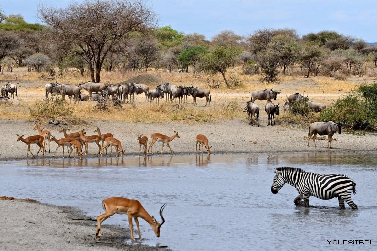 Национальный парк Селус Танзания