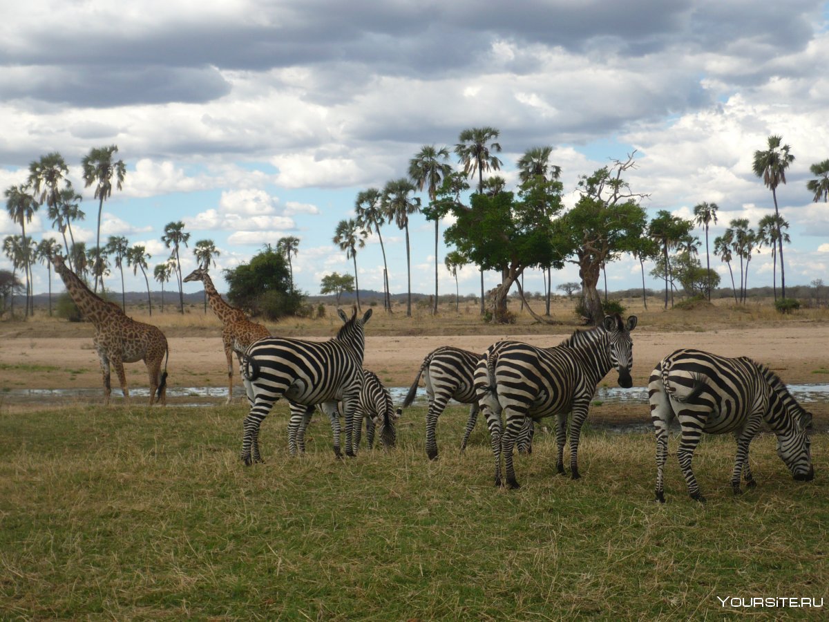 Парк Махале Танзания сафари
