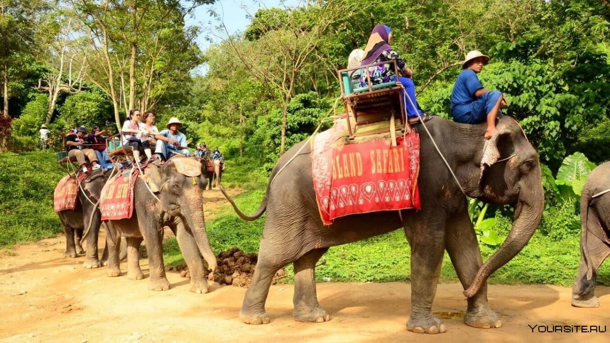 Путешествие на слоне