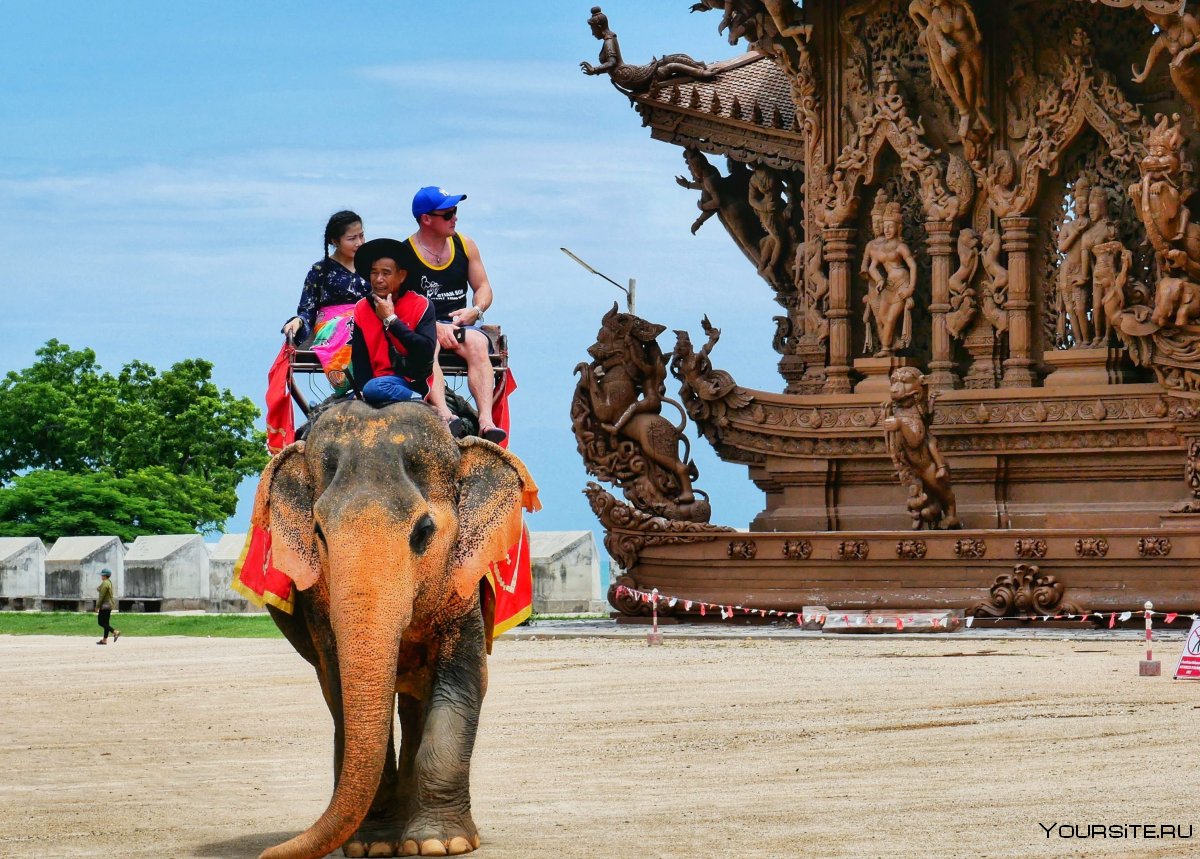 Слон в Тайланде