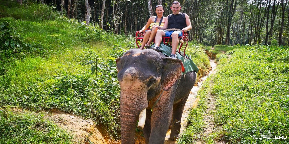 Фото неудачных поездок на слонах