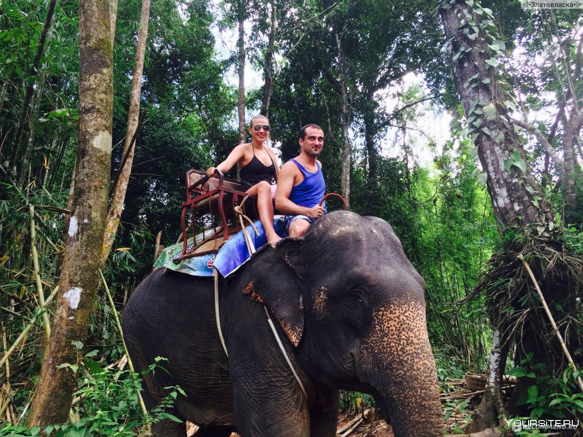 Катание на слонах в Тайланде