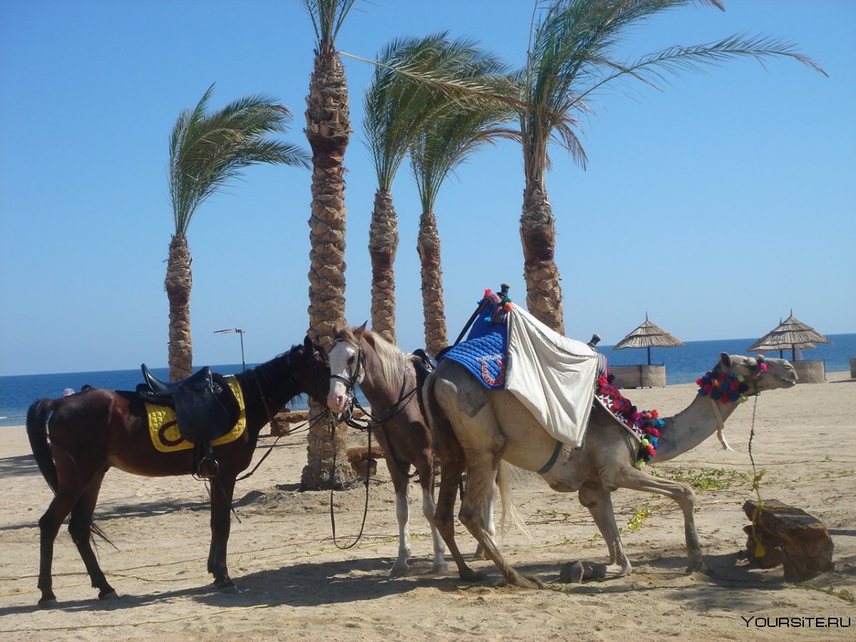Рекреационный туризм в Египте