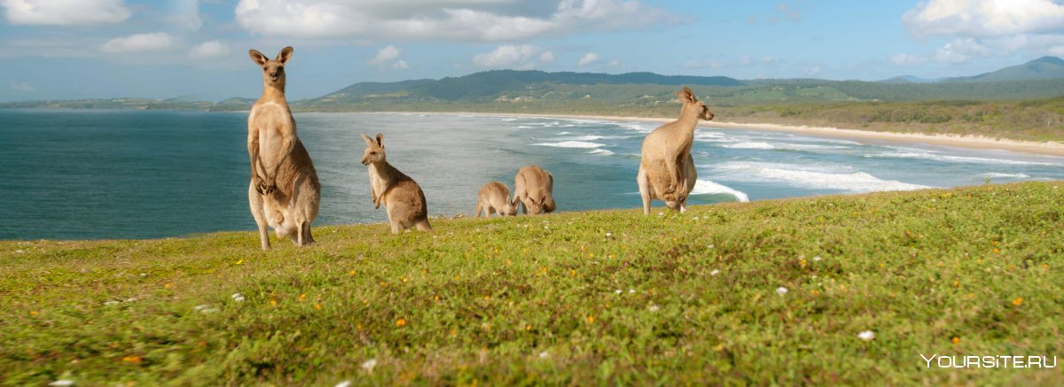 Животные Австралии и Океании