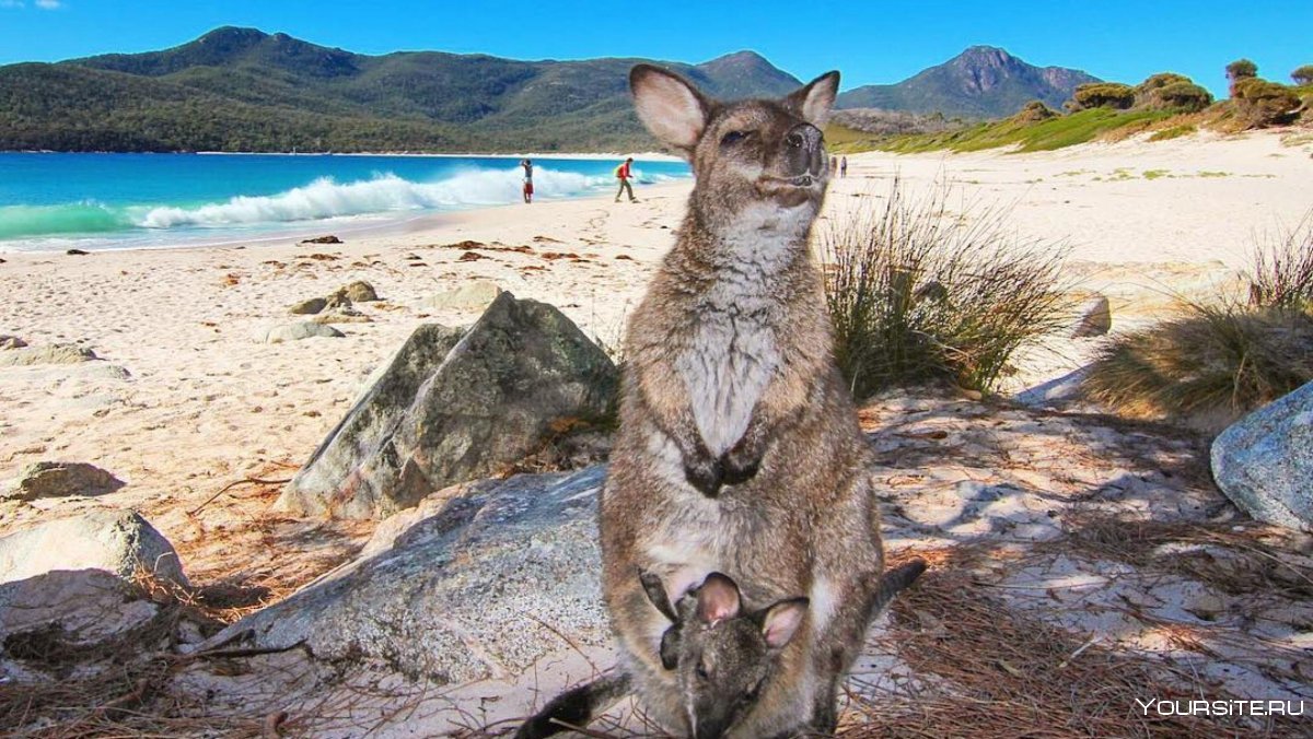 Остров кенгуру в Австралии