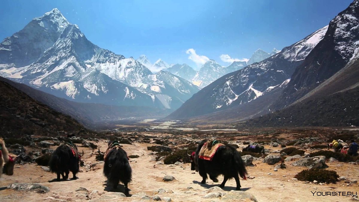 Шерпы Непал яки