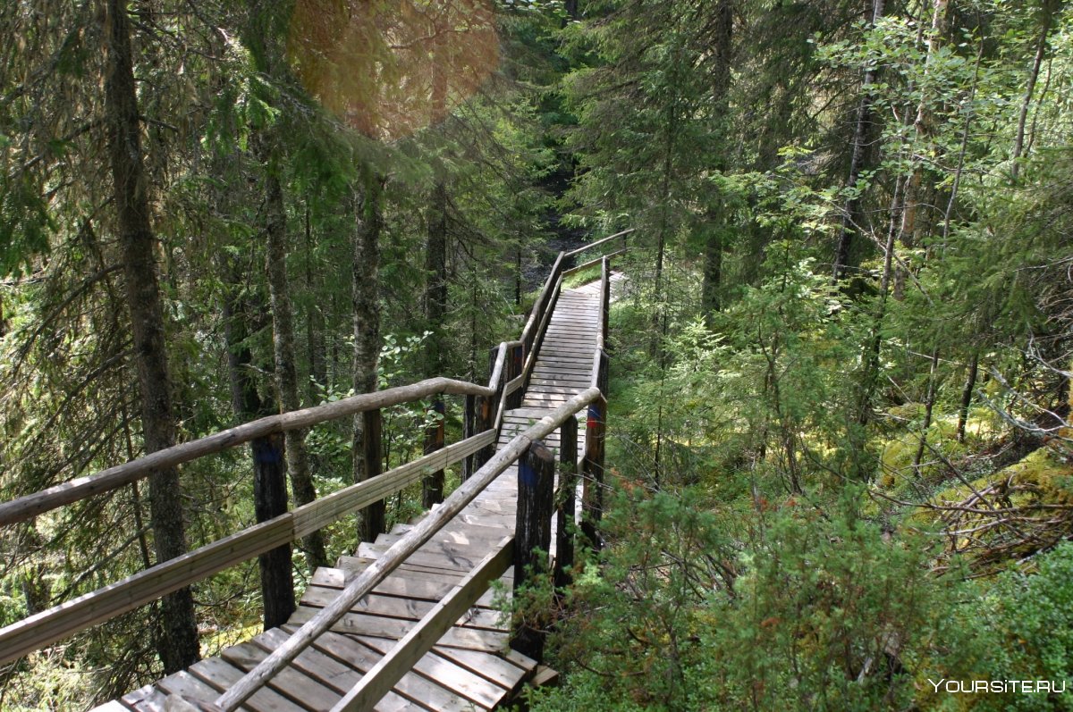 Лестница с перилами в лесу