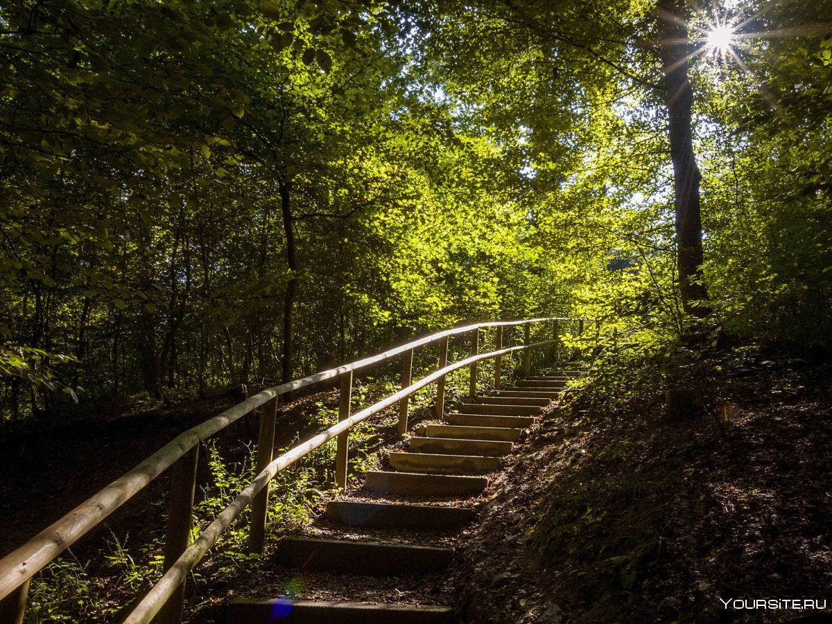Деревянная лестница в лесу