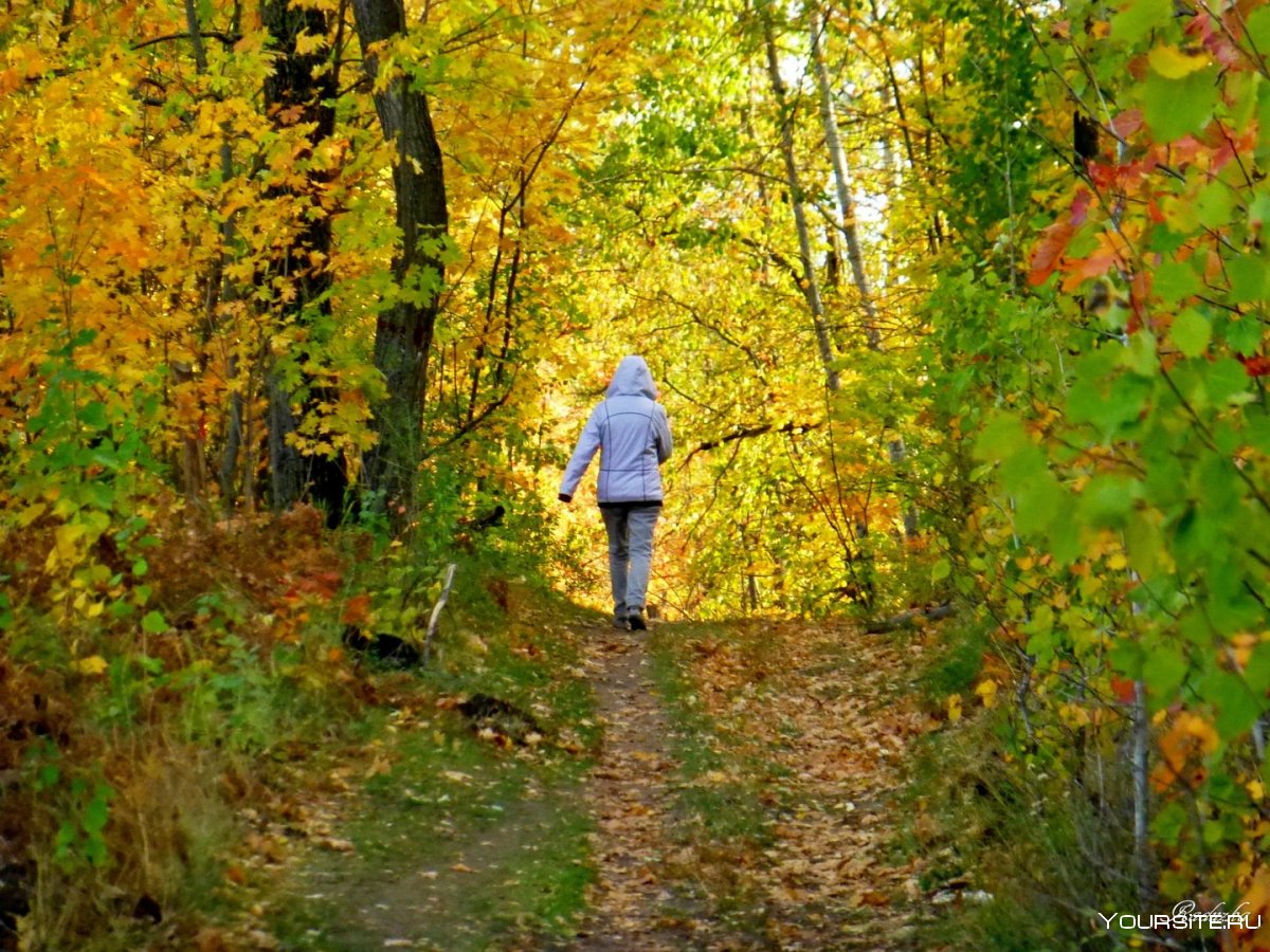 Осень лес прогулка