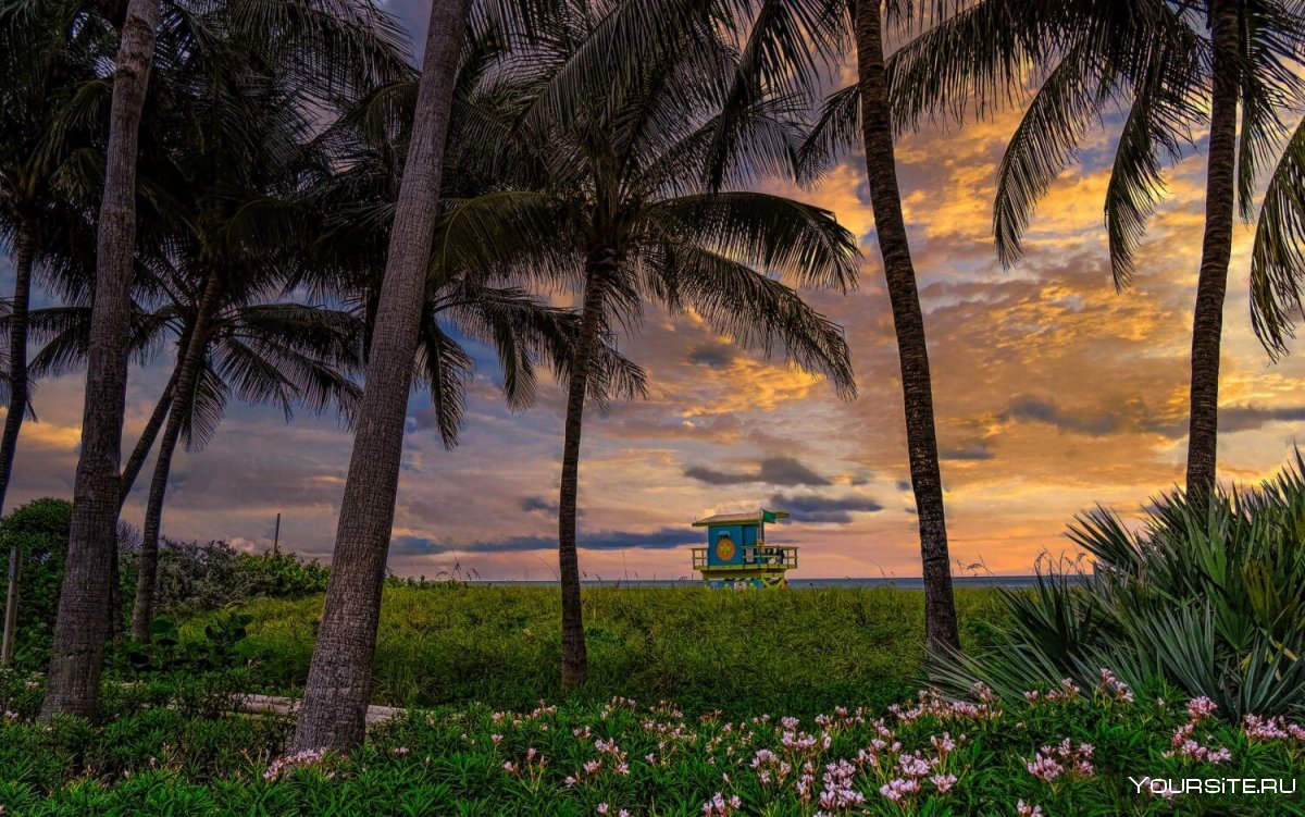 Майами Флорида пальмы