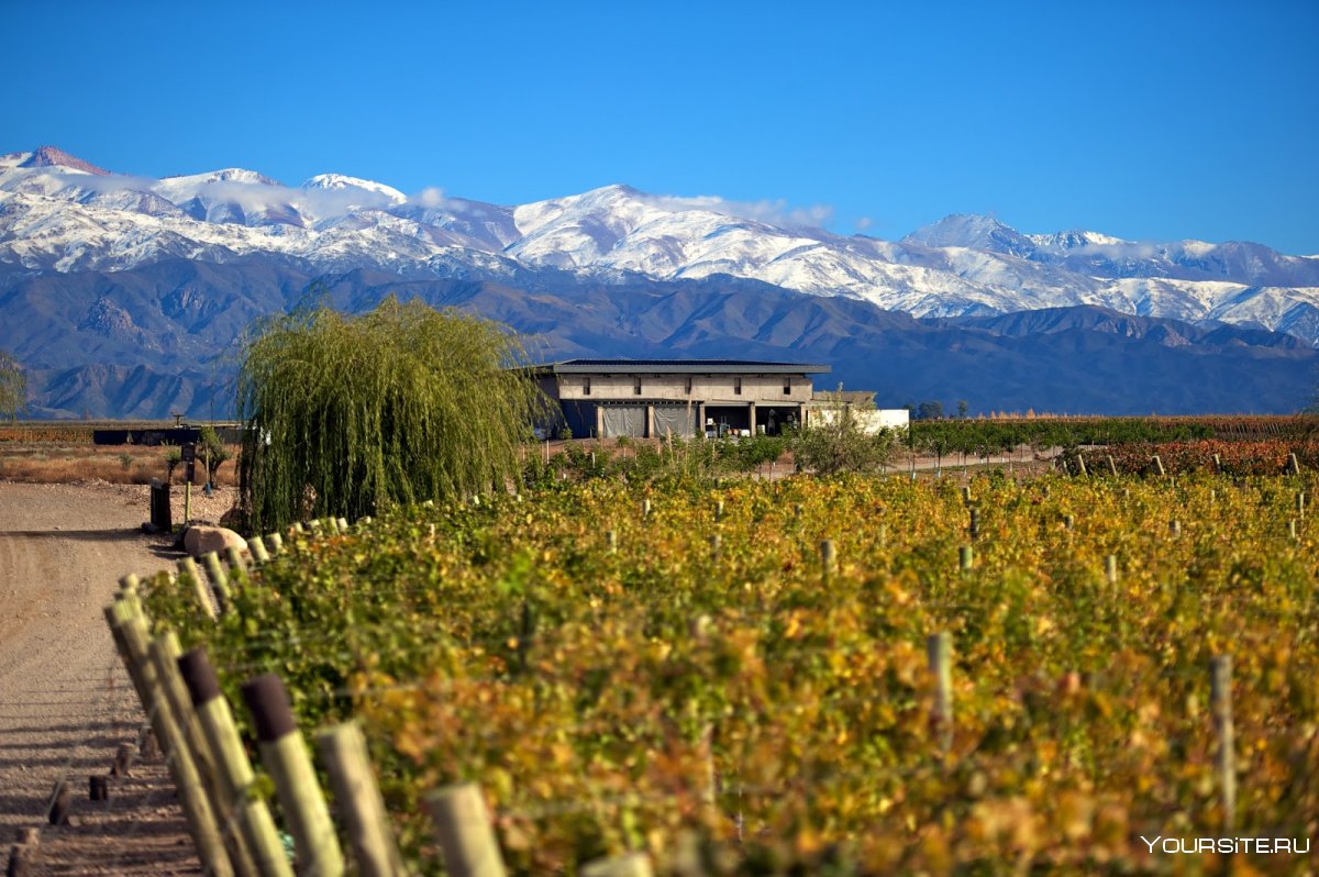 Патагония Аргентина виноградники