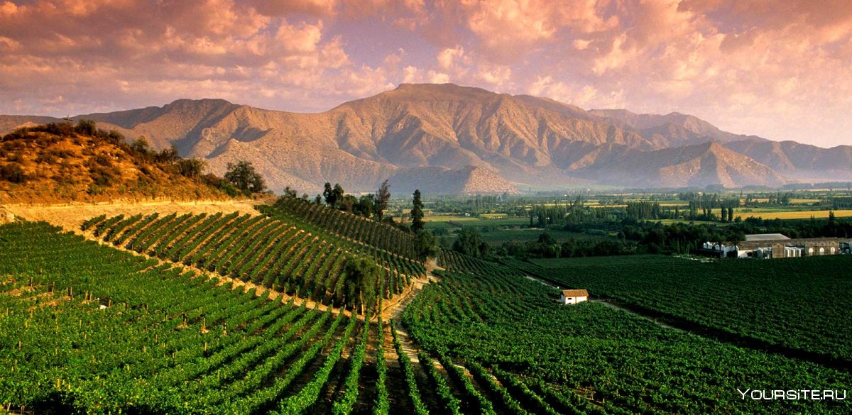 Виноградники Чили Центральная Долина