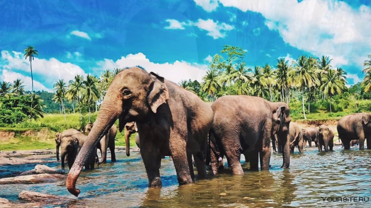 Слон на Шри Ланке