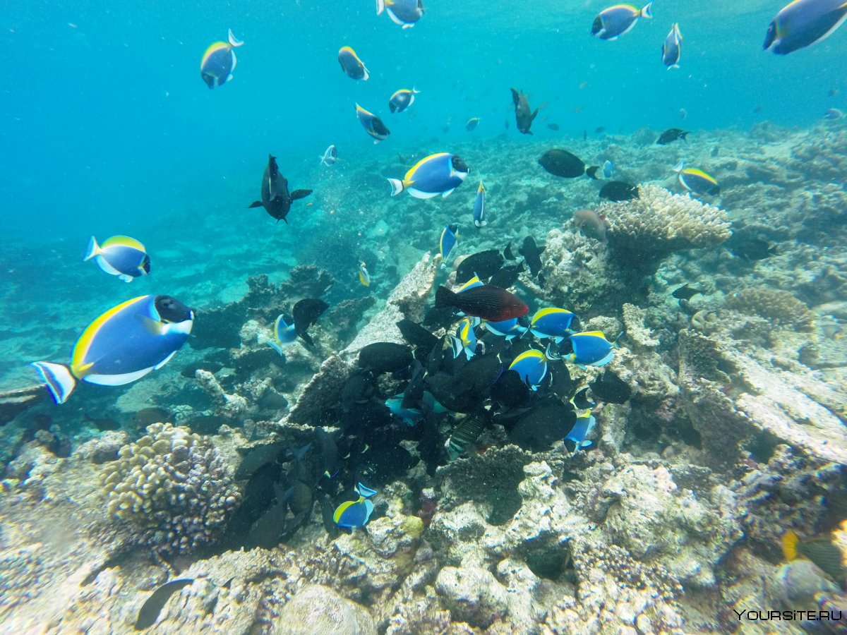 Мальдивы снорклинг риф