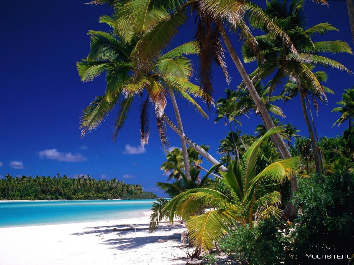 Пляж пальмы