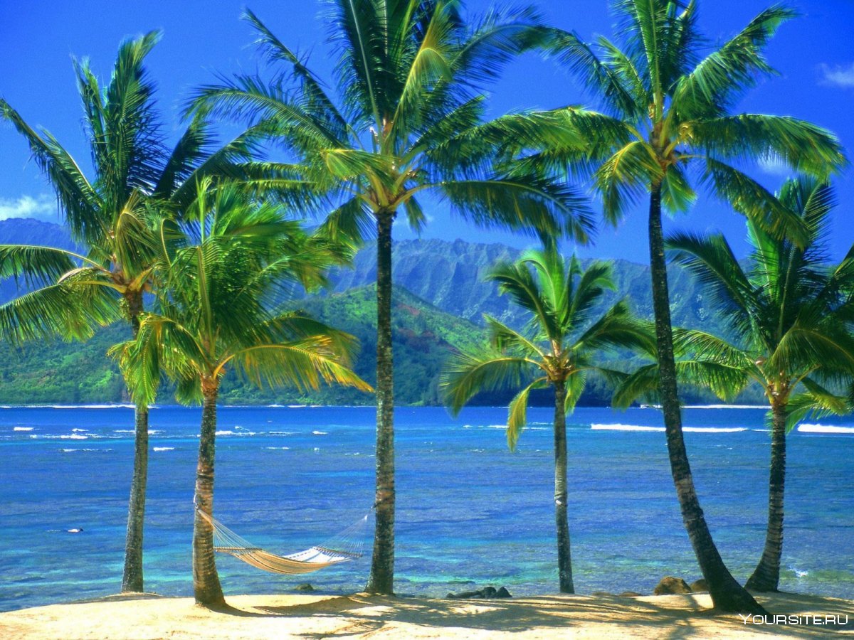 Гавайская Пальма